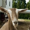 Farm Montville Duchek 7537